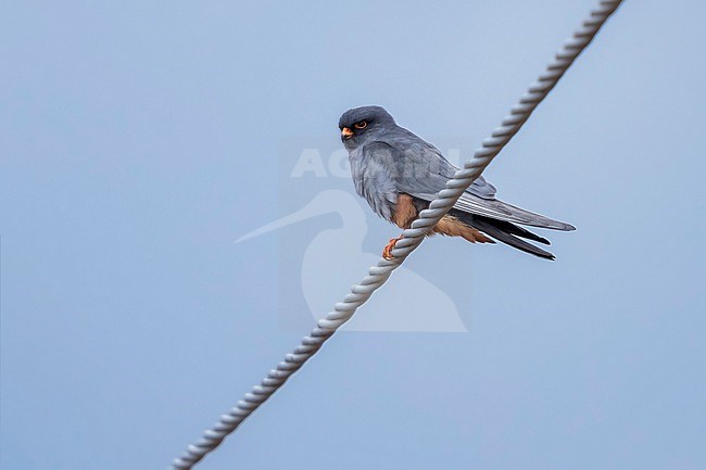 Male Red-footed Falcon perched on a wire in Massaciuccoli near Pisa, Italy. April 2017. stock-image by Agami/Vincent Legrand,