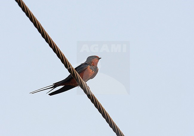 Adult Egyptian Barn Swallow (Hirundo rustica savignii) resting on a power line in ancient Luxor. stock-image by Agami/Edwin Winkel,