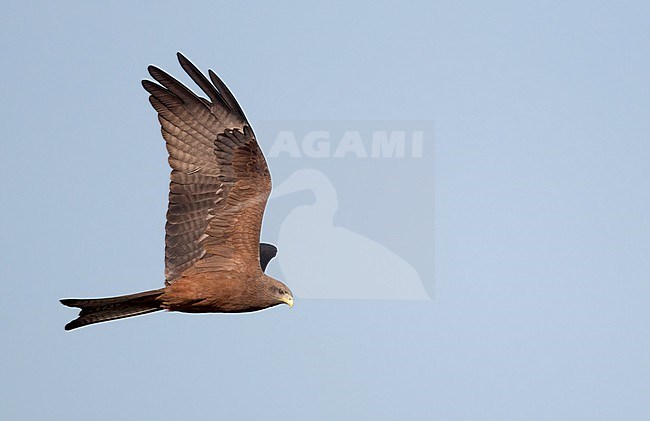 Yellow-billed Kite (Milvus aegyptius) in flight at Hawassa Lake Promenade, Ethiopia. stock-image by Agami/Ian Davies,