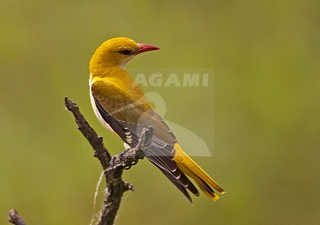 Golden Oriole  female perched on branch; Wielewaal vrouw zittend op tak stock-image by Agami/Jari Peltomäki,