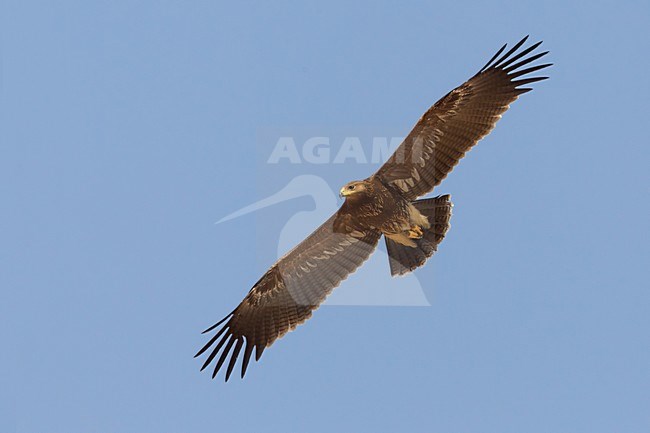 Juveniele Schreeuwarend in de vlucht; Juvenile Lesser Spotted Eagle in flight stock-image by Agami/Daniele Occhiato,