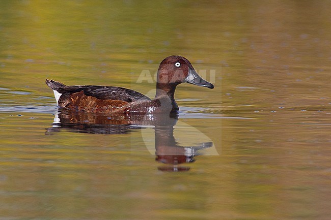 Witoogeend; Aythya nyroca; Ferruginous Duck stock-image by Agami/Daniele Occhiato,