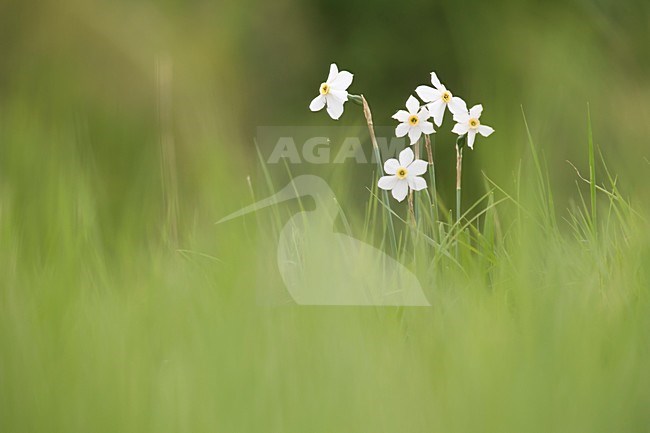 Bloeiende Witte narcissen, Flowering Poet's Daffodil stock-image by Agami/Rob de Jong,