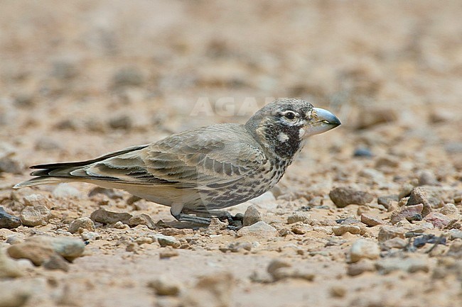 Diksnavelleeuwerik, Thick-billed Lark, Ramphocoris clotbey stock-image by Agami/Daniele Occhiato,