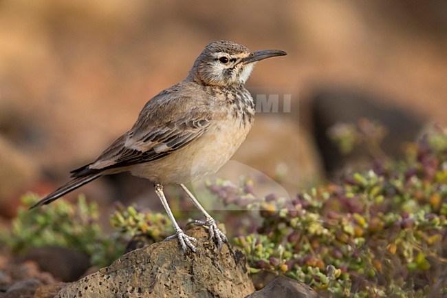 Witbandleeuwerik, Greater Hoopoe-Lark stock-image by Agami/Daniele Occhiato,