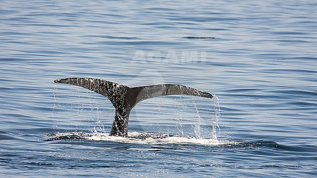 Bultrug zwemmend voor de kust nabij Boston; Humpback Whale (Megaptera novaeangliae) swimming offshore at the East coast of the United States. stock-image by Agami/Bas Haasnoot,