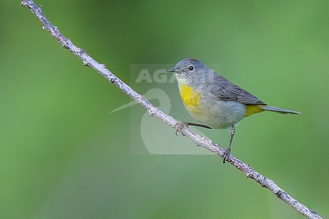 Adult
Boulder Co., CO
June 2023 stock-image by Agami/Brian E Small,