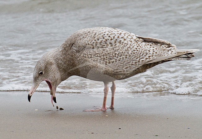 Grote Burgemeester op strand; Glaucous Gull on beach stock-image by Agami/Hans Gebuis,