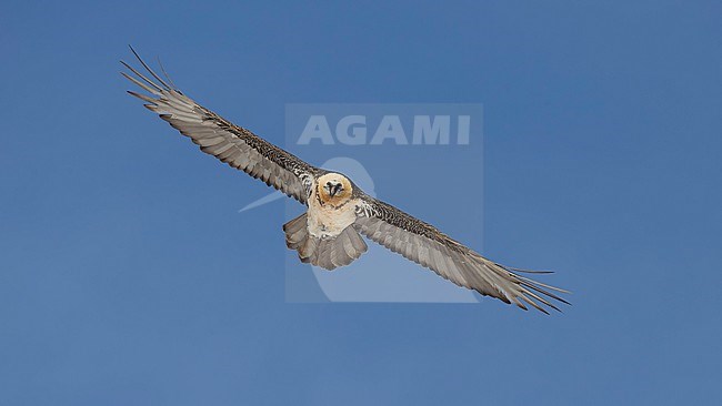 Adult  Bearded Vulture (Gypaetus barbatus) flying against blue sky  in the swiss alps. stock-image by Agami/Marcel Burkhardt,