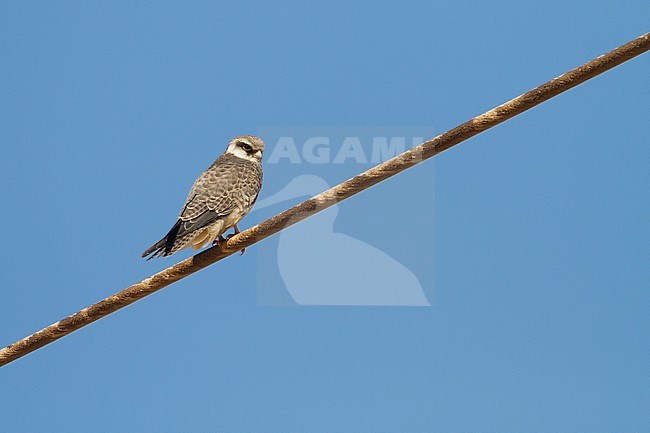 Amur Falcon - Amurfalke - Falco amurensis, Russia, 1st cy stock-image by Agami/Ralph Martin,