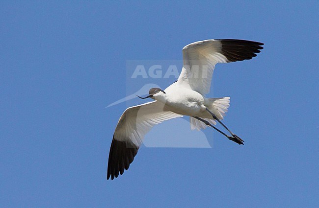 Kluut, Pied Avocet stock-image by Agami/Roy de Haas,