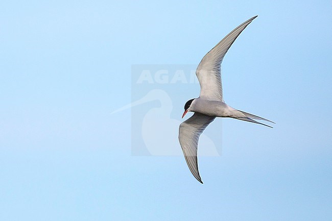 Adult Arctic Tern, Sterna paradisaea) in breeding plumage flying over Seward Peninsula, Alaska, United States. stock-image by Agami/Brian E Small,