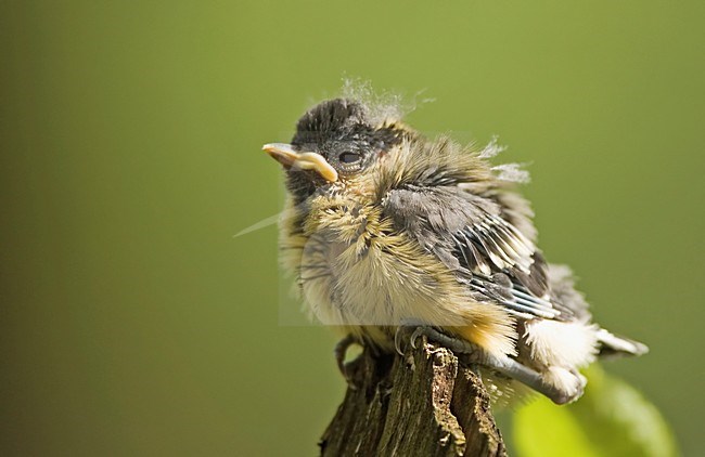 Great Tit juvenile perched on wooden pole, Koolmees juveniel zittend op houten paal stock-image by Agami/Han Bouwmeester,