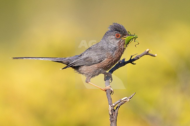 Dartford Warbler (Sylvia undata), side view of an adult male perched on a branch, Campania, Italy stock-image by Agami/Saverio Gatto,