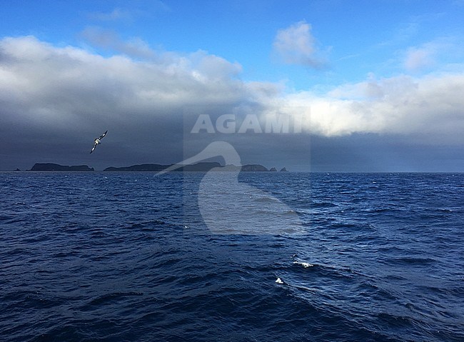 Ocean around The Snares, Subantarctic New Zealand. Cape Petrel flying in front of the island. stock-image by Agami/Marc Guyt,