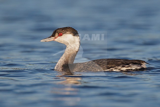 Adult non-breeding
Santa Clara Co., CA
December 2012 stock-image by Agami/Brian E Small,