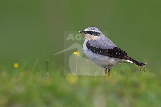 Mannetje Tapuit, Male Northern Wheatear stock-image by Agami/Daniele Occhiato,