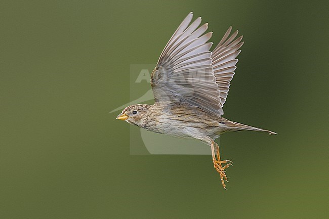 Corn Bunting, Emberiza calandra, in Italy. stock-image by Agami/Daniele Occhiato,