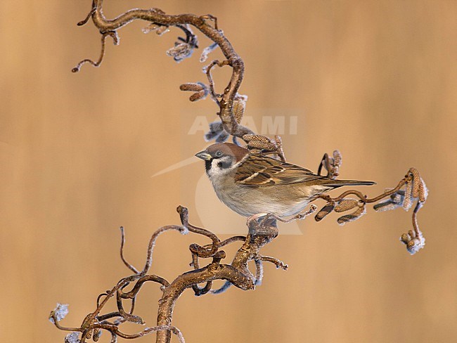 Ringmus op krulhazelaar in de winter; Eurasian Tree Sparrow on curl hazel in winter; stock-image by Agami/Walter Soestbergen,