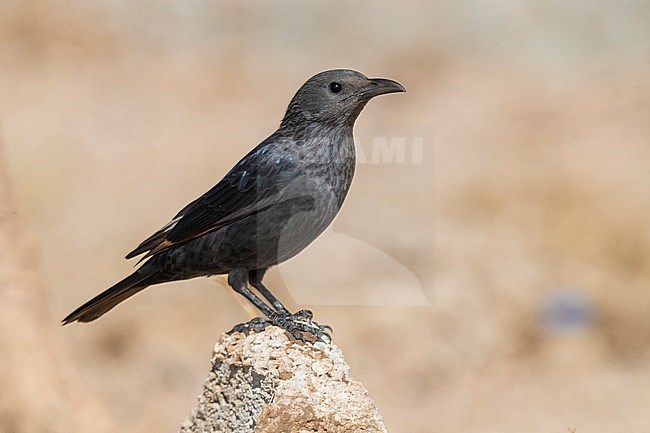 Tristram's Starling (Onychognathus tristramii), side view of an adult female standing on a piece of a wall stock-image by Agami/Saverio Gatto,