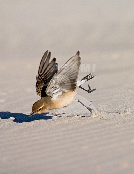 Tapuit jagend op een insect; Northern Wheatear catching a bug stock-image by Agami/Marc Guyt,