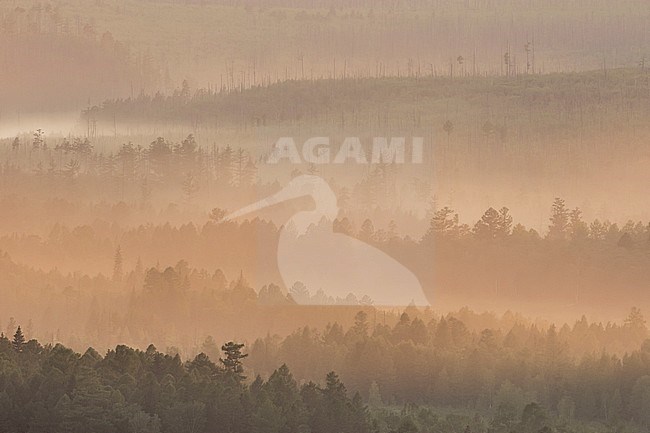 Forest, Russia (Irkutsk). Fog covered pine forest in the early morning. stock-image by Agami/Ralph Martin,