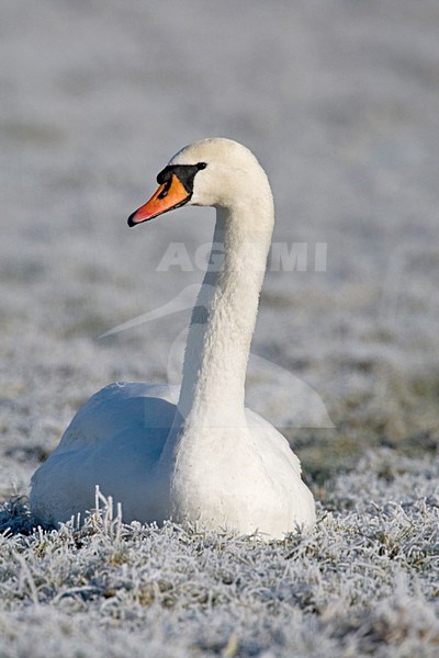 Knobbelzwaan in berijpt weiland Nederland, Mute Swan in wintry grassland Netherlands stock-image by Agami/Wil Leurs,