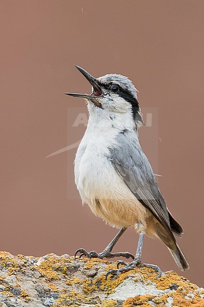 Eastern Rock Nuthatch - Klippenkleiber - Sitta tephronota ssp. tephronota, Kyrgyzstan, adult stock-image by Agami/Ralph Martin,