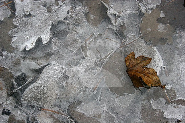 Bevroren bladeren; Frozen leafs stock-image by Agami/Menno van Duijn,