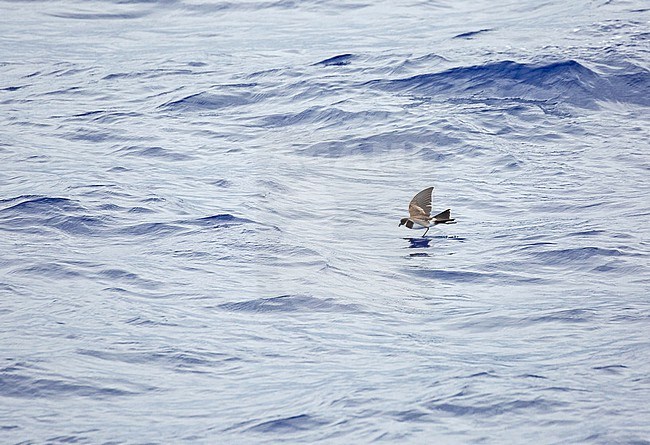 Polynesian storm petrel, Nesofregetta fuliginosa, in flight over the southern Pacific Ocean. stock-image by Agami/Pete Morris,