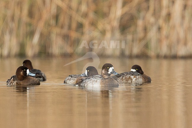 Greater Scaup - Bergente - Aythya marila ssp. marila, Austria stock-image by Agami/Ralph Martin,