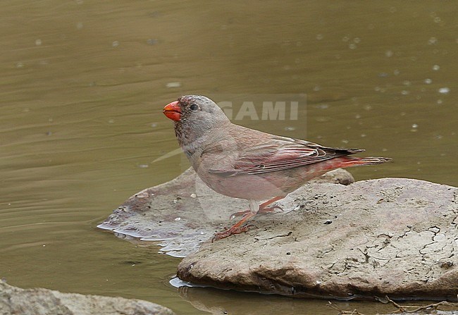 Woestijnvink bij een drinkplaats; Trumpeter Finch (Bucanetes githagineus crassirostris) at a drinking pool in Iran stock-image by Agami/James Eaton,