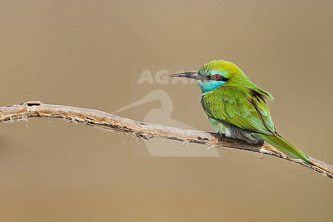 Arabian (Little) Green Bee-eater - Smaragdspint - Merops cyanophrys ssp. muscatensis, Oman, adult stock-image by Agami/Ralph Martin,