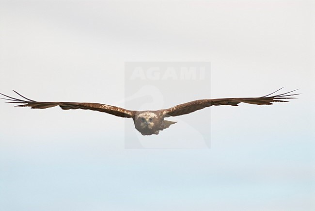 Bruine Kiekendief vrouwtje vliegend; Western Marsh Harrier female flying stock-image by Agami/Bence Mate,