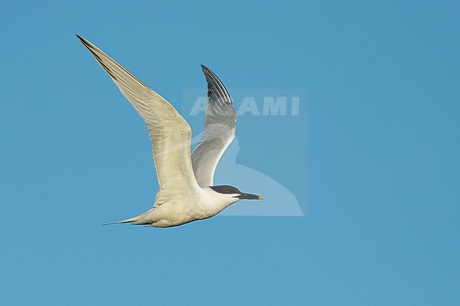 Adult Cabot's Tern (Thalasseus acuflavidus) in flight against a blue sky as background in Galveston County, Texas, USA. stock-image by Agami/Brian E Small,