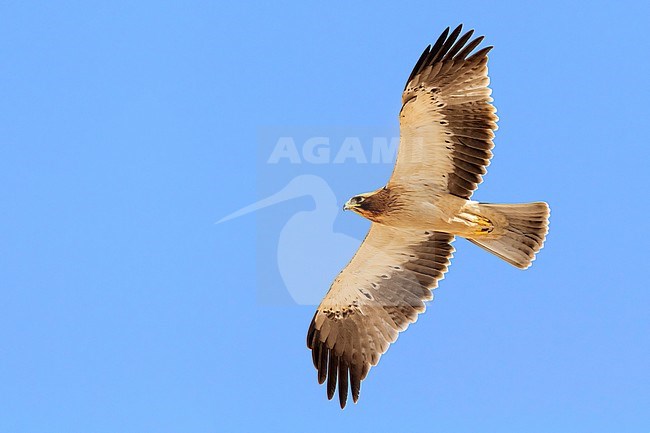 Booted Eagle (Hieraaetus pennatus), light morph juvenile in flight seen from below stock-image by Agami/Saverio Gatto,