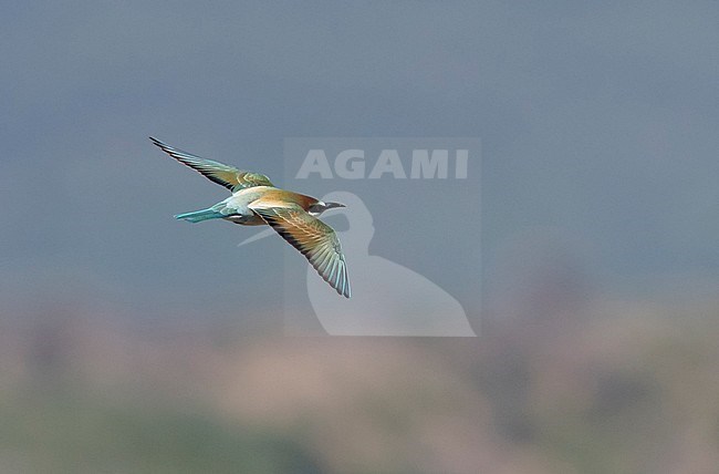 Back view of an immature European Bee-eater (Merops apiaster) in flight, flying away in southern Spain. stock-image by Agami/Markku Rantala,