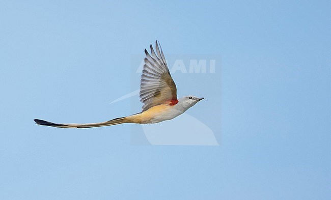 Adult male Scissor-tailed Flycatcher (Tyrannus forficatus) in flight in Chambers Co., Texas, USA, during autumn. stock-image by Agami/Brian E Small,