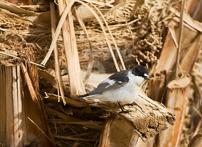 Balkanvliegenvanger mannetje zittend op palmtak; Semi-collared Flycatcher male perched on palmbranch stock-image by Agami/Marc Guyt,