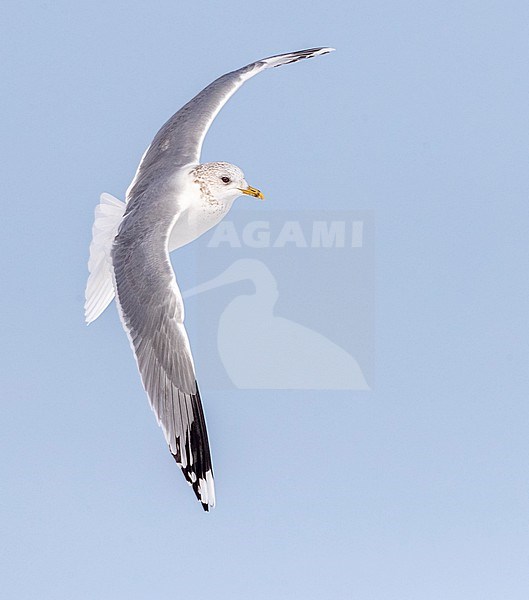Common Gull (Larus canus) wintering in Katwijk, Netherlands. stock-image by Agami/Marc Guyt,