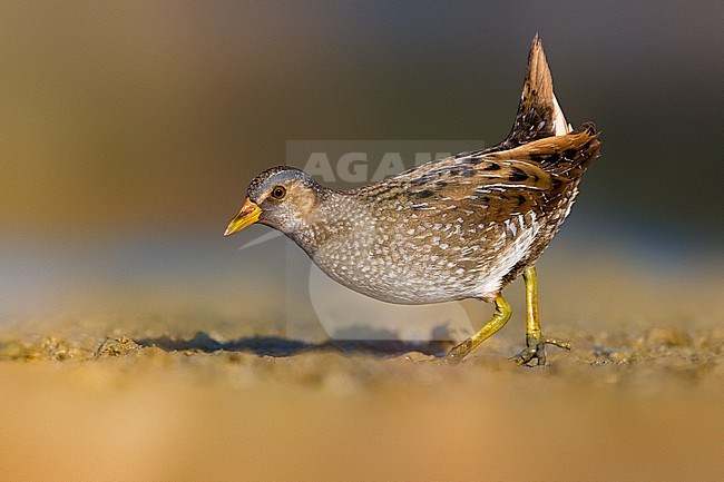 Spotted Crake, Porzana porzana, in wetland in Italy. stock-image by Agami/Daniele Occhiato,