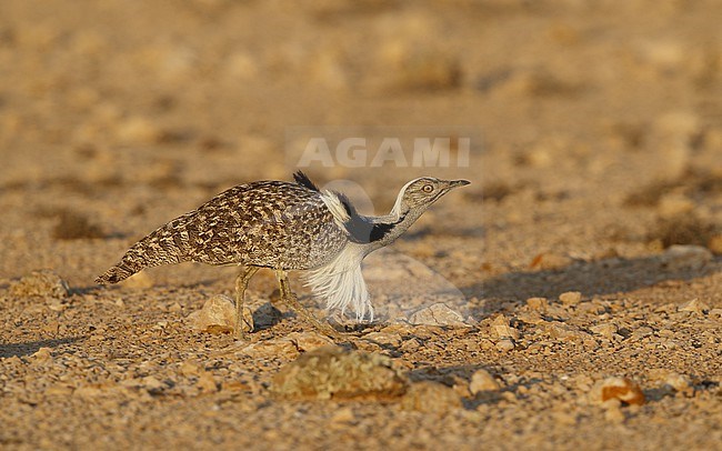 Houbara Bustard (Chlamydotis undulata fuertaventurae) at Tindaya Plains, Fuerteventura, Canary Islands stock-image by Agami/Helge Sorensen,