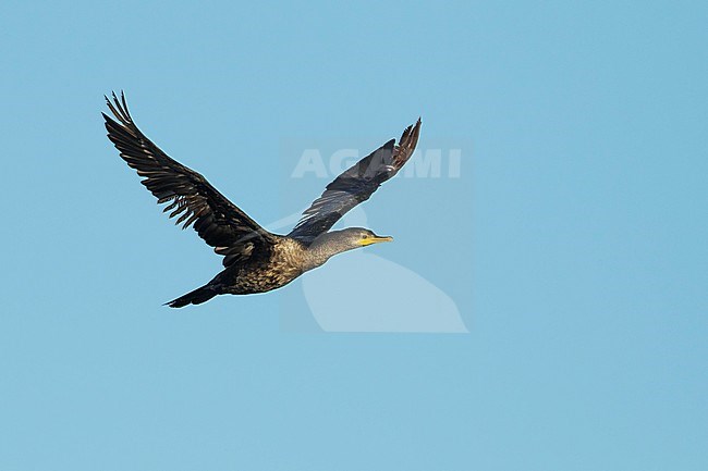 Immature Double-crested Cormorant (Phalacrocorax auritus) in flight at Galveston Co., Texas, USA in April 2017. stock-image by Agami/Brian E Small,