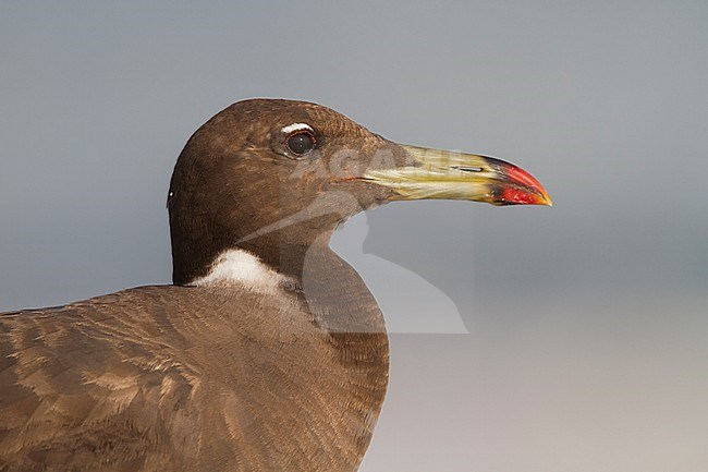 Sooty Gull - Hemprichmöwe - Larus hemprichii, Oman, adult, winter stock-image by Agami/Ralph Martin,