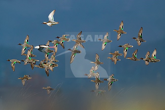 Flock of Common teals and Garganey in flight over a swamp in Italy. stock-image by Agami/Daniele Occhiato,