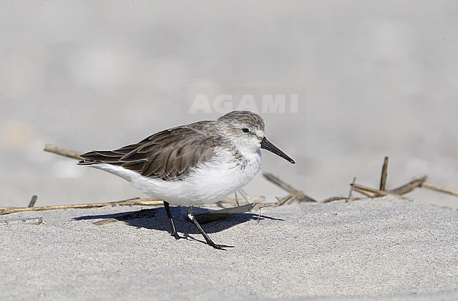Adult Western Sandpiper (Calidris mauri) in winter plumage resting at a beach at Stone Harbor, New Jersey, USA. stock-image by Agami/Helge Sorensen,