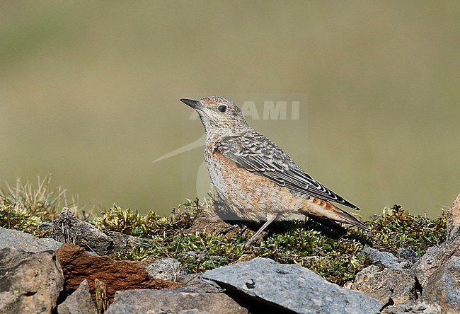 First-winter Common Rock Thrush (Monticola saxatilis), Gilwern Hill, Monmouthshire, Wales, England, during autumn migration. Also known as Rufous-tailed Rock Thrush. stock-image by Agami/Steve Gantlett,