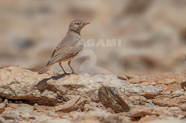 Adult Desert Lark (Ammomanes deserti payni/geyri) walking in rocky plateau near Aousserd, Western Sahara. stock-image by Agami/Vincent Legrand,