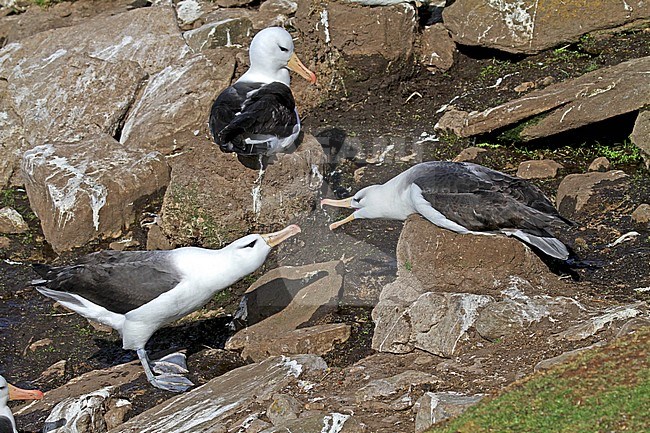 Black-browed Albatross (Thalassarche melanophrys) displaying in a colony on the Falklands Islands. stock-image by Agami/Pete Morris,