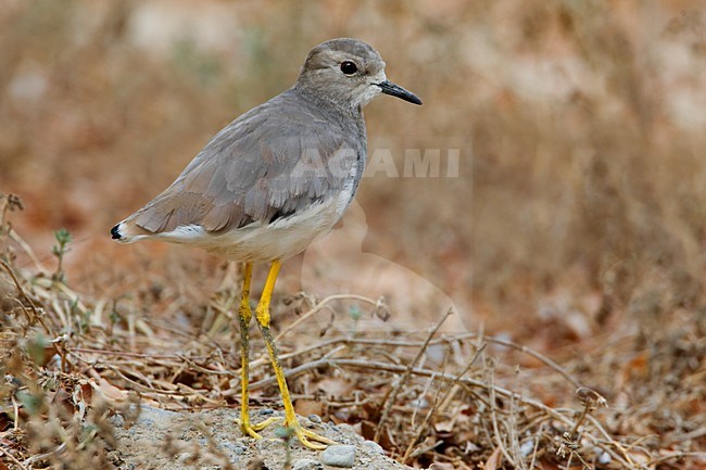 Pavoncella codabianca; White-tailed Plover; Vanellus lucurus stock-image by Agami/Daniele Occhiato,